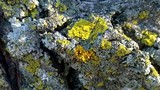 Candelaria concolor image