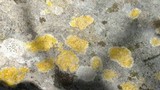Caloplaca flavovirescens image