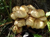 Pholiota squarrosoides image
