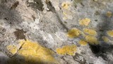 Caloplaca flavovirescens image