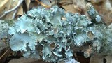 Parmotrema reticulatum image