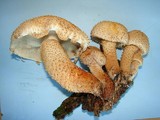 Pholiota squarrosoides image