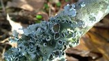 Parmotrema reticulatum image