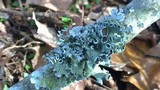 Parmotrema reticulatum image