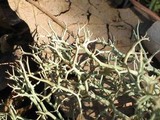 Cladonia furcata image
