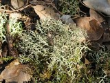 Cladonia furcata image