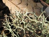 Cladonia furcata image
