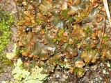 Peltigera polydactylon image