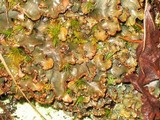 Peltigera polydactylon image
