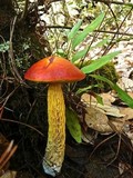 Heimioporus betula image