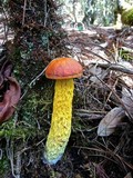 Heimioporus betula image