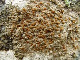 Protoblastenia rupestris image