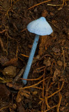 Entoloma virescens image
