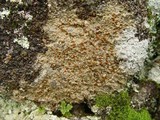 Protoblastenia rupestris image