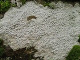 Ochrolechia parella image