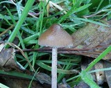 Panaeolus acuminatus image