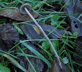 Panaeolus acuminatus image