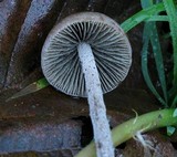 Panaeolus acuminatus image