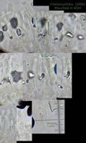 Panaeolus acuminatus image
