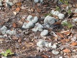 Cladonia evansii image