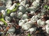 Cladonia evansii image