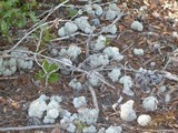 Cladonia evansii image