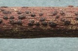 Diatrype disciformis image