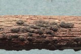 Diatrype disciformis image