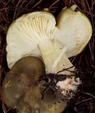Tricholoma saponaceum image