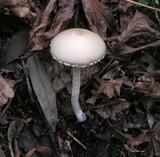 Psathyrella longipes image