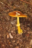 Amanita flavoconia var. inquinata image