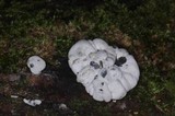Xylaria mesenterica image
