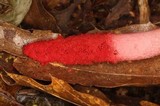Mutinus argentinus image