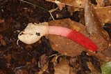 Mutinus argentinus image