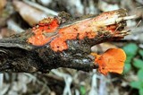Earliella scabrosa image
