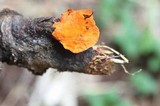 Earliella scabrosa image