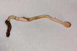 Ophiocordyceps gracilis image