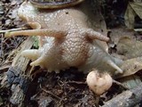 Cookeina tricholoma image