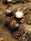 Disciseda candida image
