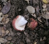 Russula paxilloides image