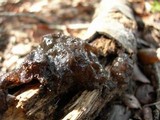 Phaeotremella frondosa image