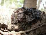 Phaeotremella frondosa image