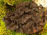 Sticta weigelii image