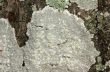 Ochrolechia arborea image
