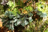 Sticta caulescens image