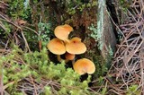 Gymnopilus amarissimus image