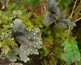 Sticta caulescens image