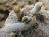 Image of Termitomyces heimii