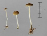 Sphagnomphalia brevibasidiata image