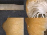 Sphagnomphalia brevibasidiata image